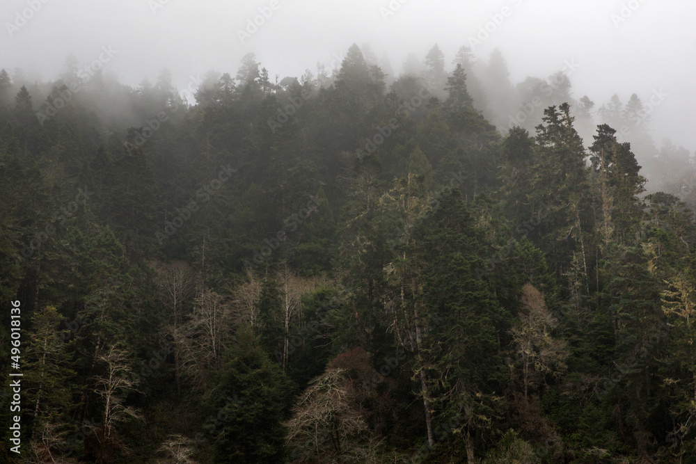 Forest in the fog, Mendocino County, California, United States. Forest in the fog, Mendocino County, California, United States.