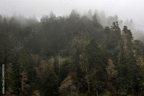 Forest in the fog, Mendocino County, California, United States.