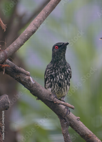 Wallpaper Mural Bird perching on branch. The Asian glossy starling, Aplonis panayensis is a species of starling in the family Sturnidae Torontodigital.ca