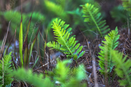 Close up of a fern growing in the in forest, Mendocino, California, United States.