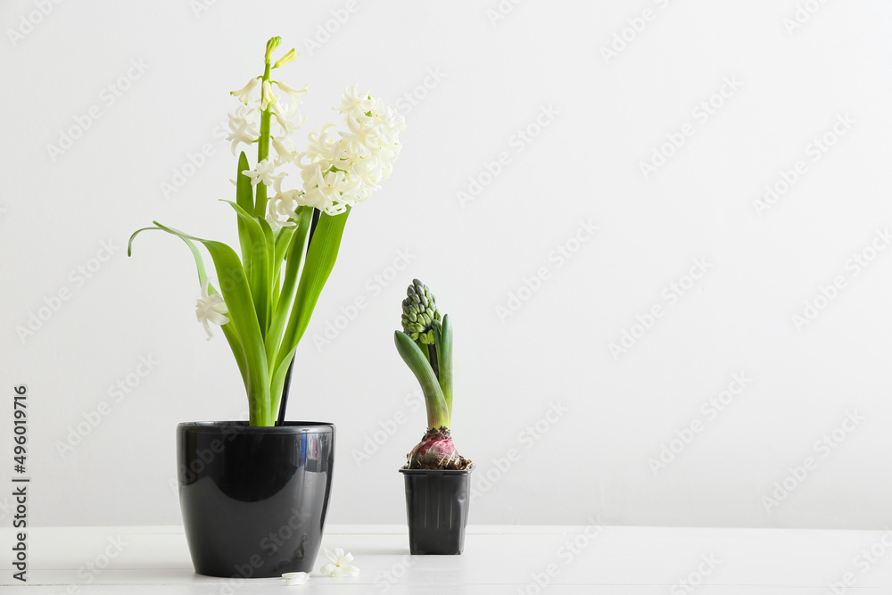 Pots with beautiful hyacinth plants on light background
