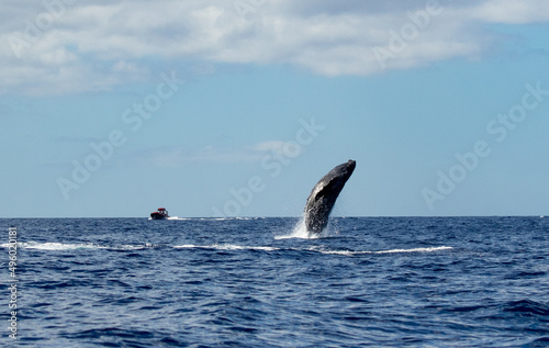 breach whale 