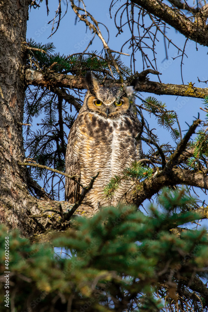 Obraz premium An adult Great Horned Owl keeps watch of its chicks in a nearby nest in Minnesota on a bright warm spring day