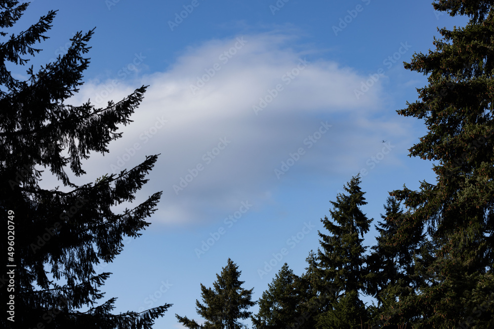 Huge trees extend over camera view revealing blue sky and white cloud. Huge trees extend over camera view revealing blue sky and white cloud.