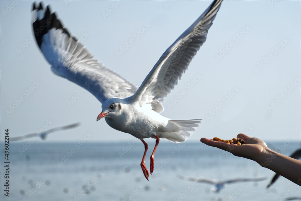 Seagull bird spreading wings flying eat Seagull bird spreading wings flying eat