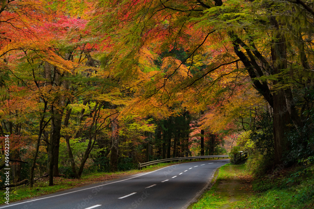 Fototapeta premium 紅葉の道 横構図