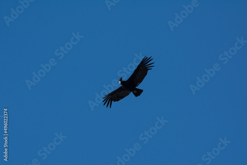 Condor andino volando. photo