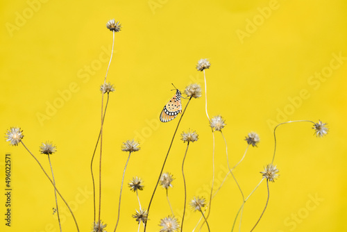 Tawny Coster butterfly perched on a dried tridax flower, yellow background.