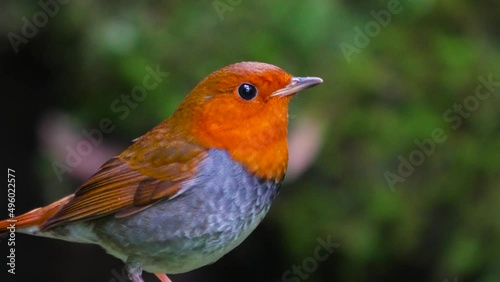 Japanese Robin has a bright orange face and chest, and a bright fuchsia tail. Its song is a loud, trill that travels far. (Larvivora akahige)