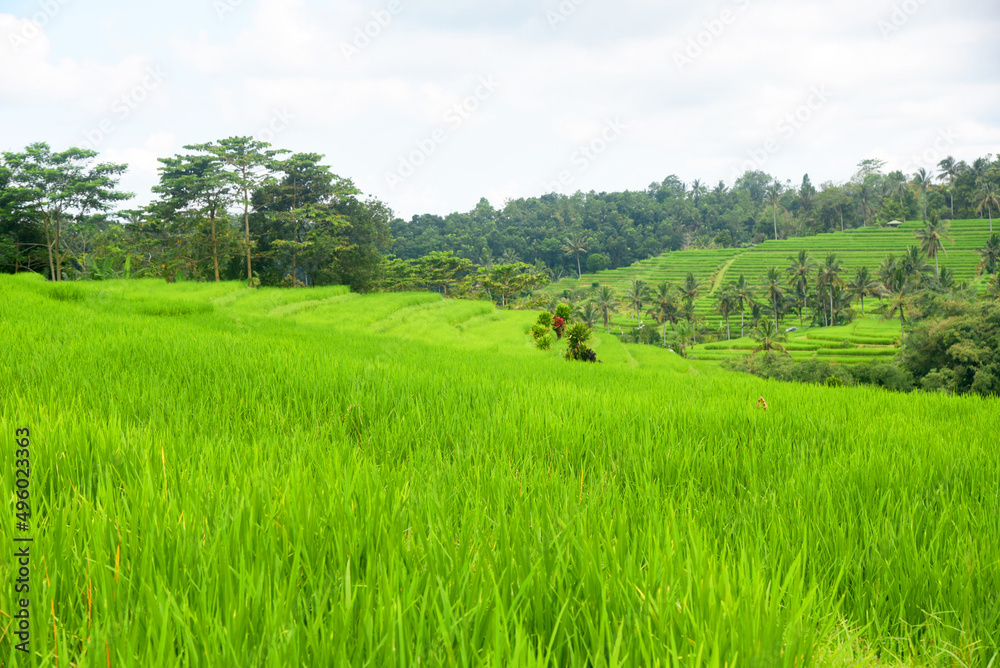 Rice terrace at Babahan village, at Tabanan regency of Bali Indoneaia Rice terrace at Babahan village, at Tabanan regency of Bali Indoneaia