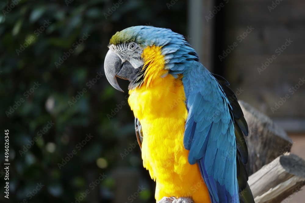 動物園のルリコンゴウインコ