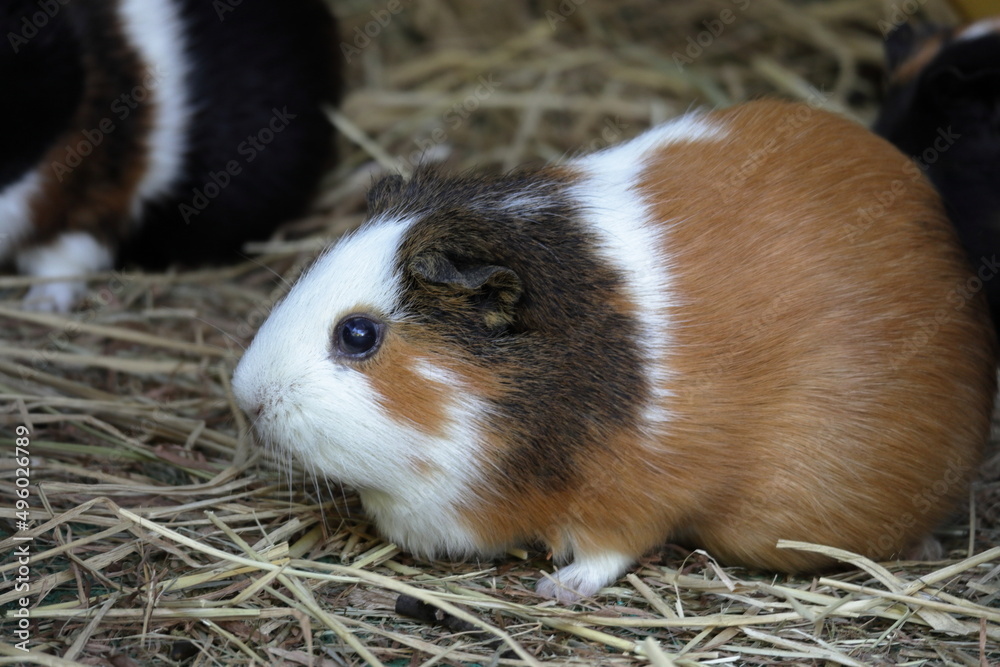 動物園で飼育されているモルモット 動物園で飼育されているモルモット