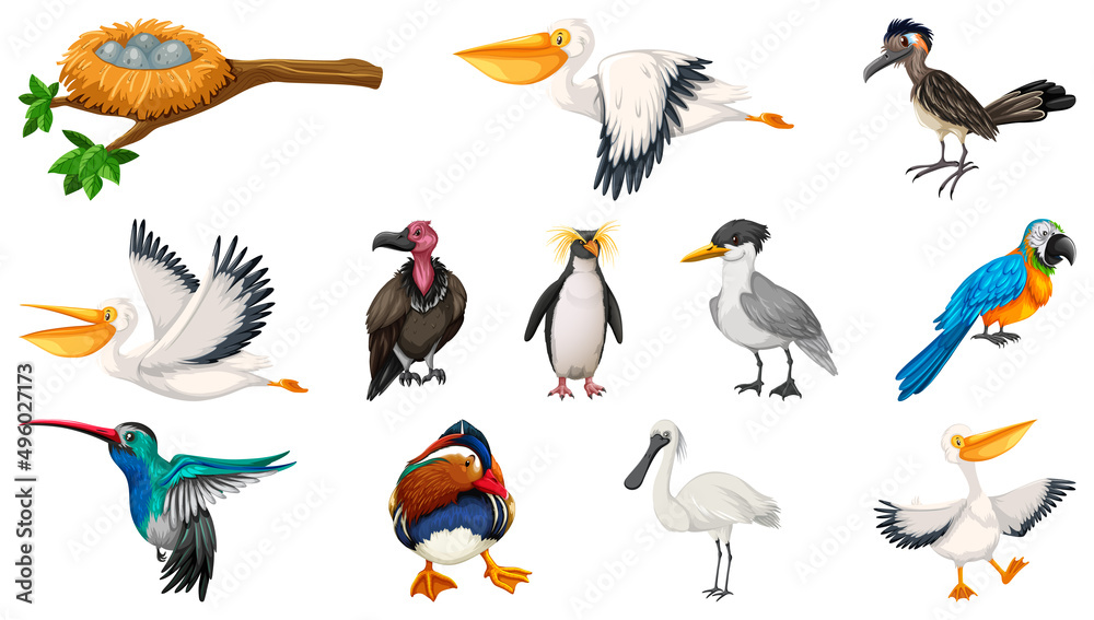 Obraz premium Different kinds of birds collection