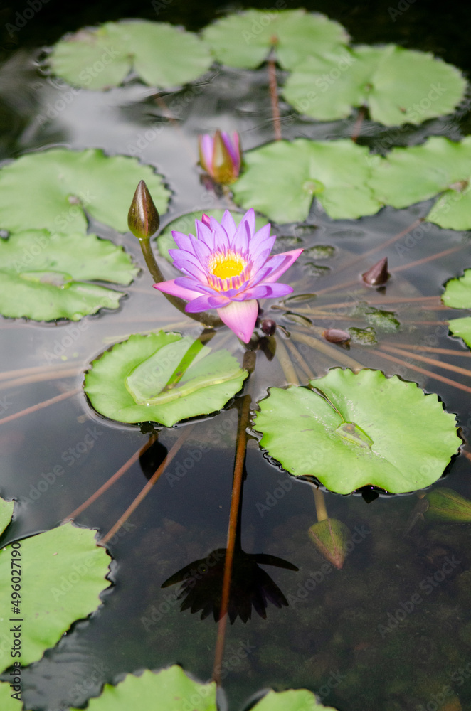 Lotus flower floating on pond