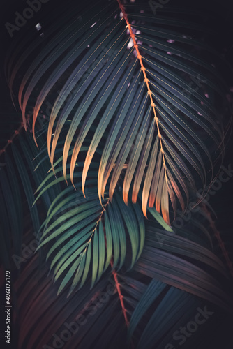 Fototapeta Naklejka Na Ścianę i Meble -  Green palm leaf pattern texture abstract background. Copy space for graphic design tropical summer and nature environment concept.