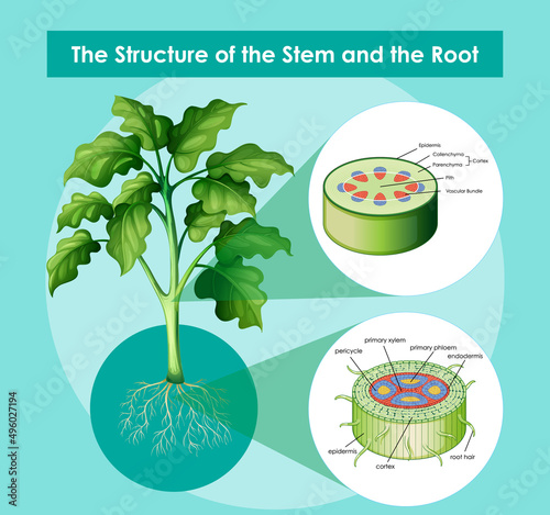 Diagram showing the structure of the stem and the root