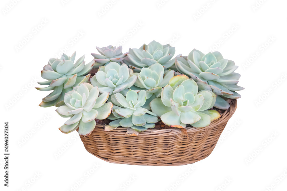 Roses stone cactus blooming (Aeonium succulent )in wood basket isolated on white background , clipping path