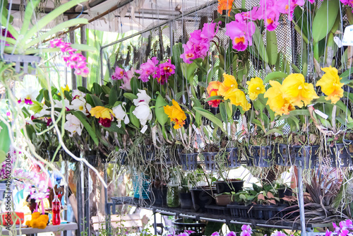 Multicolored colorful Cattleya John Lindley orchids flowers hanging  with green leaf in pot for sale in market photo