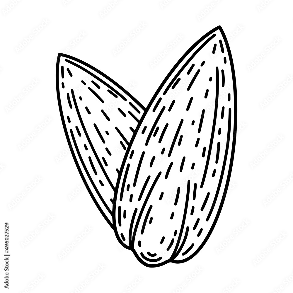 Sunflower seeds vector icon. Hand drawn illustration isolated on white background. Seeds in husk, food sketch. Grain for production of vegetable oil, snacks, biofuel. Monochrome doodle Sunflower seeds vector icon. Hand drawn illustration isolated on white background. Seeds in husk, food sketch. Grain for production of vegetable oil, snacks, biofuel. Monochrome doodle