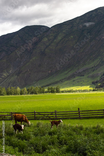 Red cows walking in valley near mountains in Altay