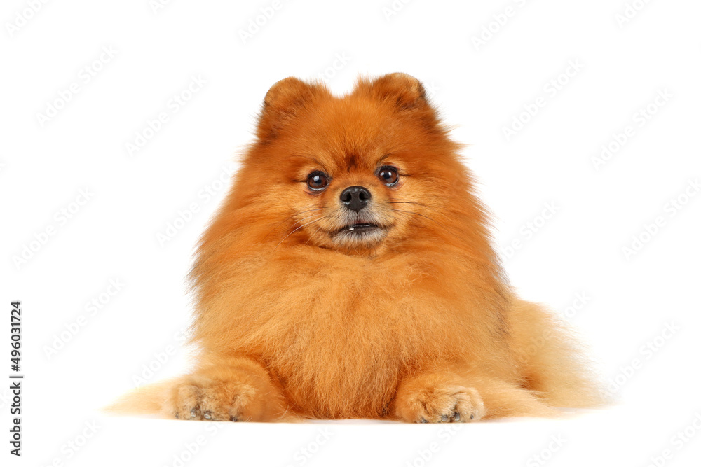 pomeranian dog isolated on white background pomeranian dog isolated on white background