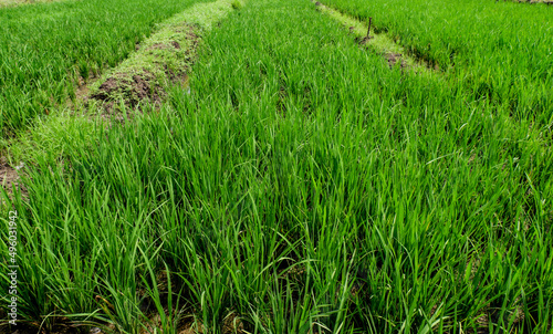 young rice plants. The range of plants is still 30 days old. Plants look healthy and fresh. agricultural conditions in Indonesia