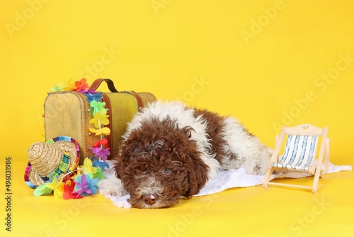 Summer dog Lagotto Romagnolo with suitcase and Hawaiian collar  isolated on studio yellow background photo