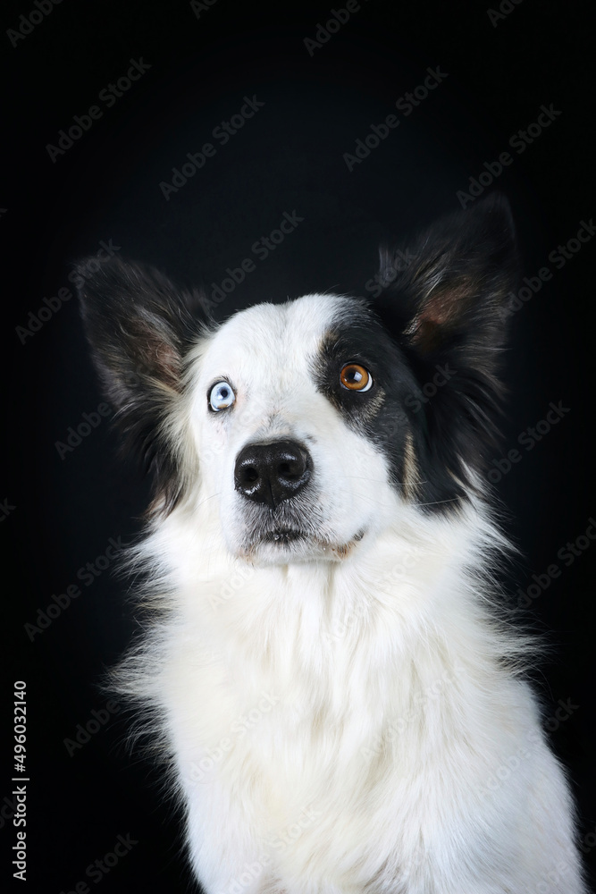 border collie dog on black background