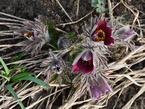 Delicate flowers Pulsatilla in the rays of the spring sun photo