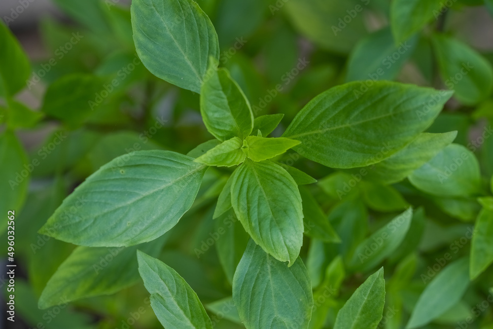 Fresh green basil herb leaves , Sweet basil on nature background. Fresh green basil herb leaves , Sweet basil on nature background.