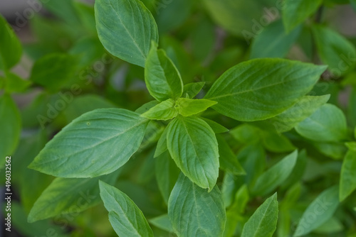 Fresh green basil herb leaves   Sweet basil on nature background.