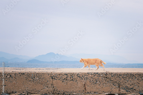 Stray cats in Ainoshima Island, Known as Cat Heaven Island, Kyushu, Japan, Asia, outdoor, daytime photo