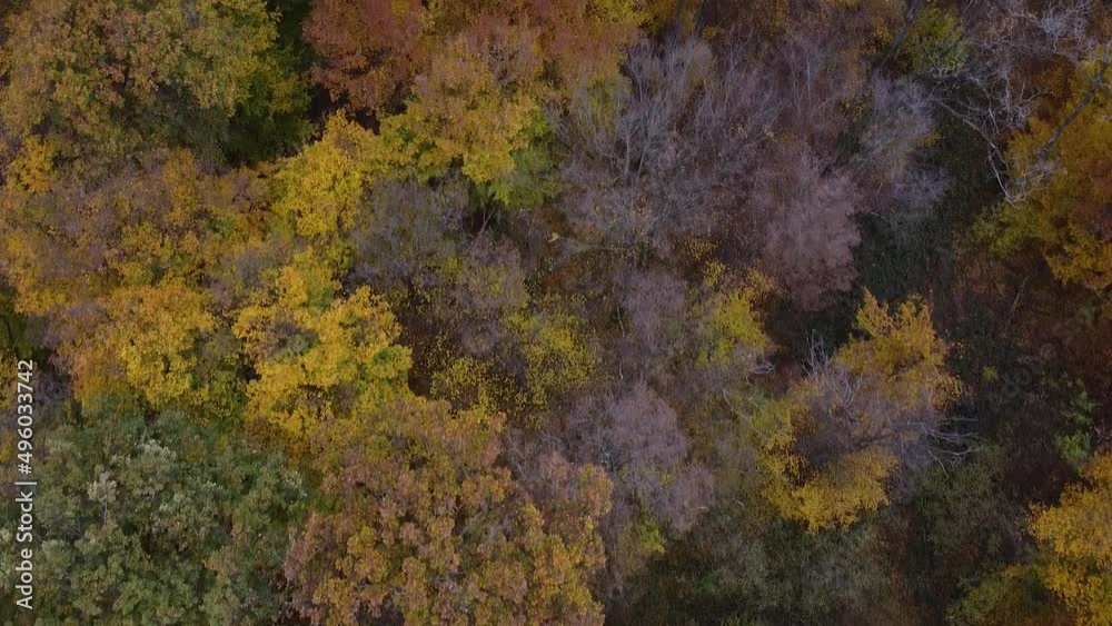 Drone shot (facing down moving forwards) of Autumn Forest Canopy with Warm Colours Drone shot (facing down moving forwards) of Autumn Forest Canopy with Warm Colours