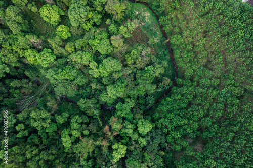 road and green trees from above in the summer forest