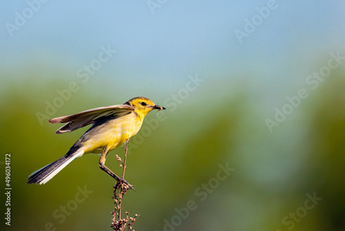 Citrine Wagtail. Birds of Central Russia.The citrine wagtail (Motacilla citreola) is a small songbird in the family Motacillidae