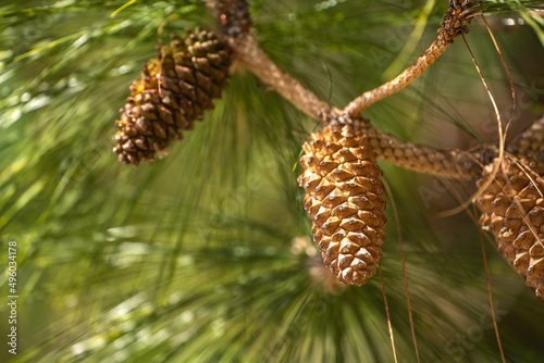 Longleaf pine branches with cones (Pinus palustris). Pine tree with long needles and cones.