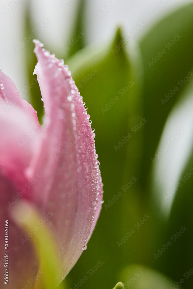Peony-shaped tulips photo in a bouquet. Macro photo of flowers. Spring and holiday concept, gifts for March 8 international women's day. Front view. Peony-shaped tulips photo in a bouquet. Macro photo of flowers. Spring and holiday concept, gifts for March 8 international women's day. Front view.