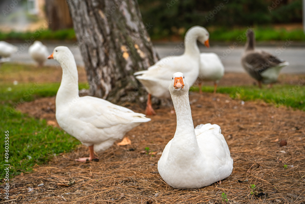 Group of white geese with orange paws and orange beaks on the lawn. Group of white geese with orange paws and orange beaks on the lawn.