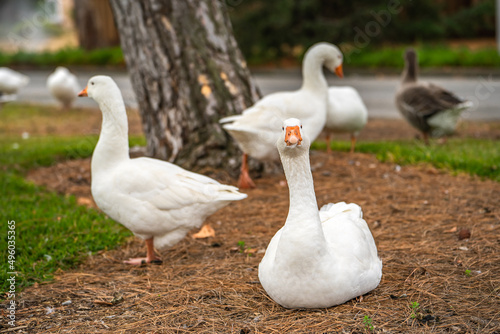 Group of white geese with orange paws and orange beaks on the lawn. 
