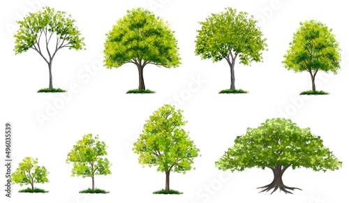 Watercolor Set of tree side view isolated on white background for landscape and architecture layout drawing, elements for environment and garden