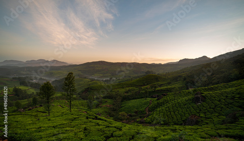 Beautiful landscape scenery of Munnar tea garden © sarath