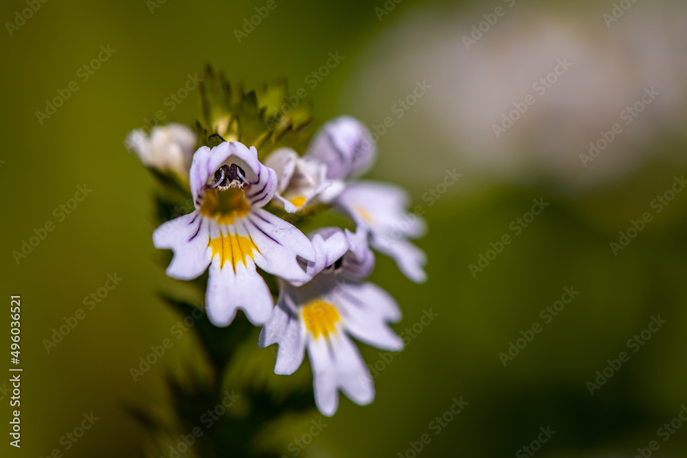 Euphrasia alpina flower growing in meadow, macro Euphrasia alpina flower growing in meadow, macro