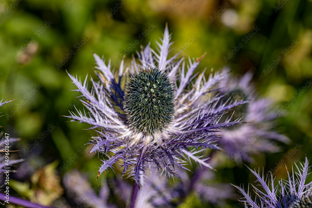 Eryngium alpinum flower in meadow, close up shoot Eryngium alpinum flower in meadow, close up shoot