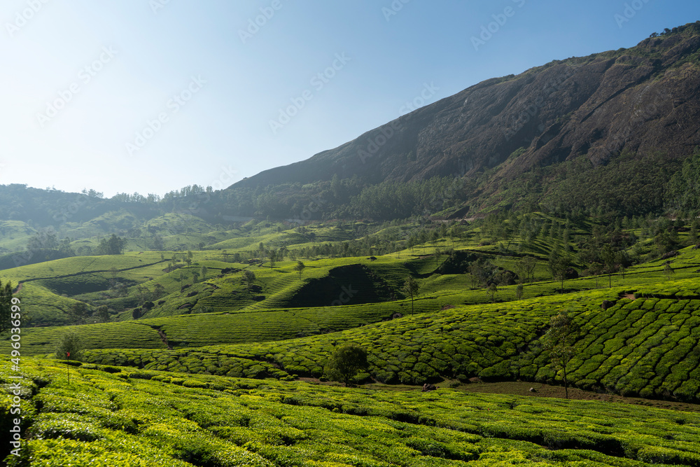 Tea garden image with beautiful mountains on the background