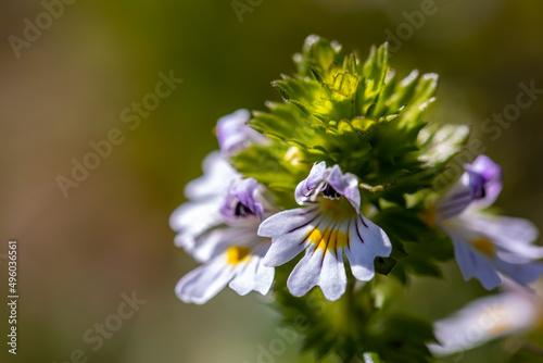Euphrasia alpina flower growing in meadow, close up	 photo