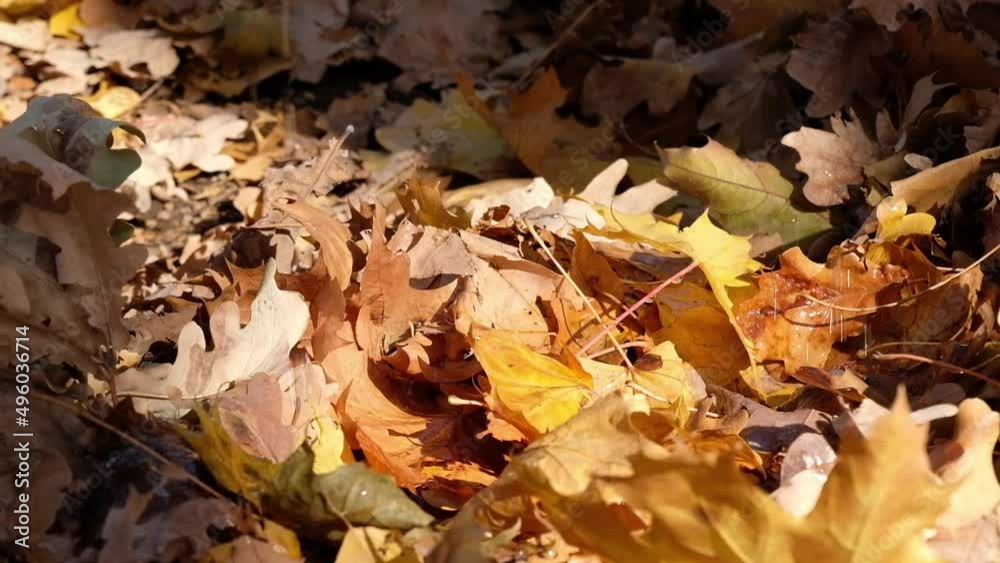 Droplets of pure water flow down on the fallen autumn leaves. Droplets of pure water flow down on the fallen autumn leaves.