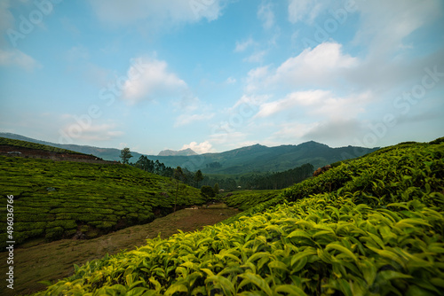 Kerala nature landscape scenery shot from Munnar tea plantation