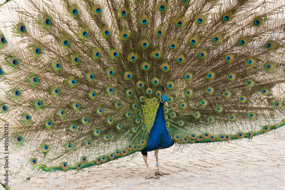 Obraz premium Portrait of beautiful peacock with long tail feathers