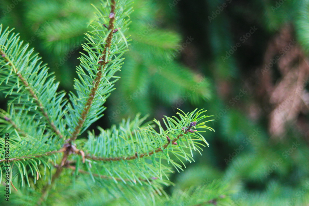 Leaves of pine in taiga forest, close-up picture of pine leaves. Leaves of pine in taiga forest, close-up picture of pine leaves.