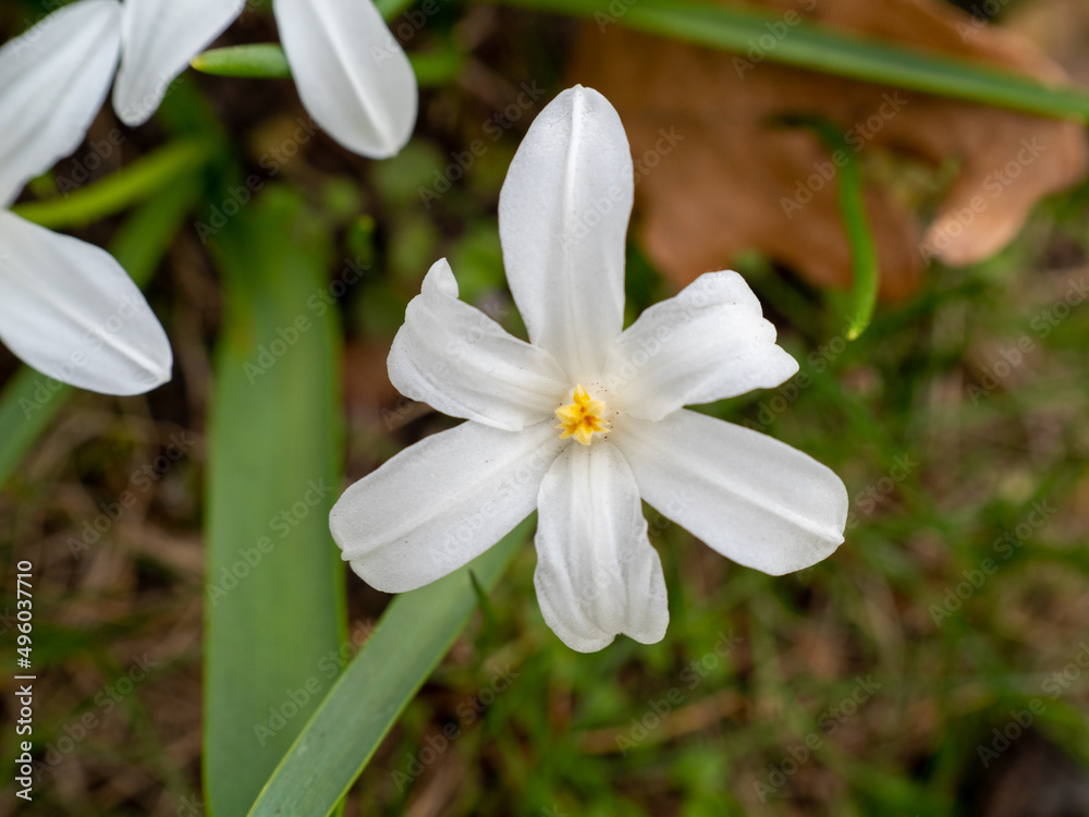 Chionodoxa luciliae, Glory of the Arch in the Snow or Lucile s Glory of the Snow, white flowers. Chionodoxa luciliae, Glory of the Arch in the Snow or Lucile s Glory of the Snow, white flowers.